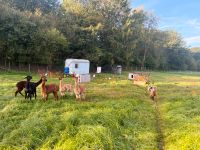 Frische Eier, Weidehuhn Eier, natürliche Ernährung Hessen - Wetzlar Vorschau