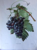 Bild Weinrebe Trauben Obst Stillleben Weinbau botan. Darstellung Hessen - Kassel Vorschau