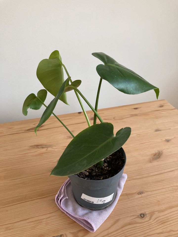 Monstera Pflanze in Berlin