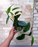 Philodendron Cobra Pankow - Prenzlauer Berg Vorschau