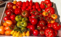 Tomatensaatgut Tomatensamen über 100 + Sorten Ernte 2023_1 Rheinland-Pfalz - Hanhofen Vorschau