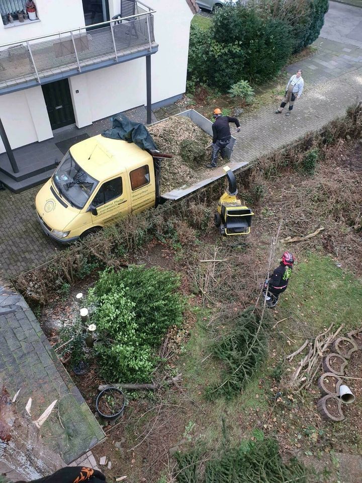 Sturmschaden Baumfäller Wurzelentfernung Baum Garten Unwetter in Mülheim (Ruhr)