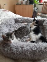 Dynamisches Duo - Pünktchen und Simba - suchen ein Zuhause Dresden - Äußere Neustadt Vorschau