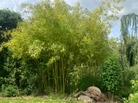 Bambus Phyllostachys Bissetii 250cm Kräftige Halme PFLANZZEIT Brandenburg - Wusterhausen Vorschau