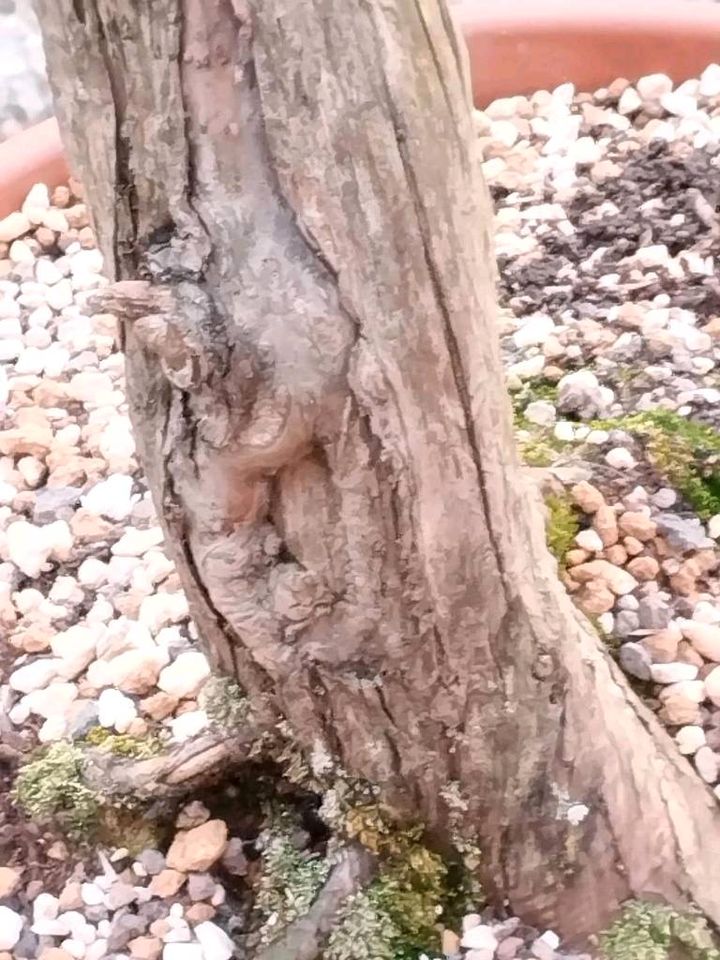 Bonsai Yamadori Gemeiner Wacholder Juniperus Communis in Marl