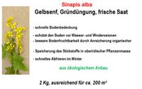 Gelbsenf-Saat Ernte 2023, vorgereinigt für Gründüngung, 2 Kg Saarland - Saarlouis Vorschau