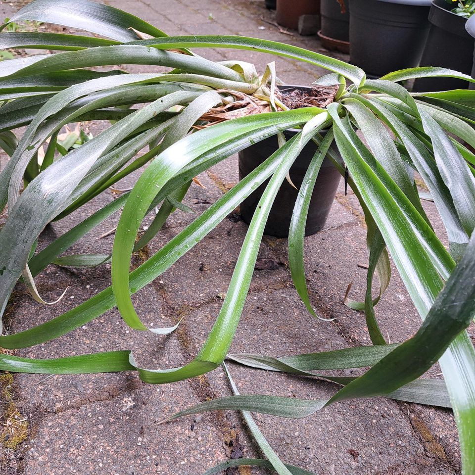 Bromelie Billbergia nutans, Zimmerhafer in Lüdenscheid