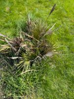 Zwergpalme Chamaerops humilis Palme 3 Ableger Nordrhein-Westfalen - Lünen Vorschau