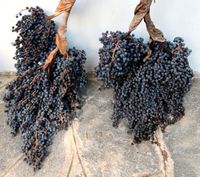50 frische Samen Trachycarpus Fortunei - Winterharte Hanfpalme Nordrhein-Westfalen - Mönchengladbach Vorschau