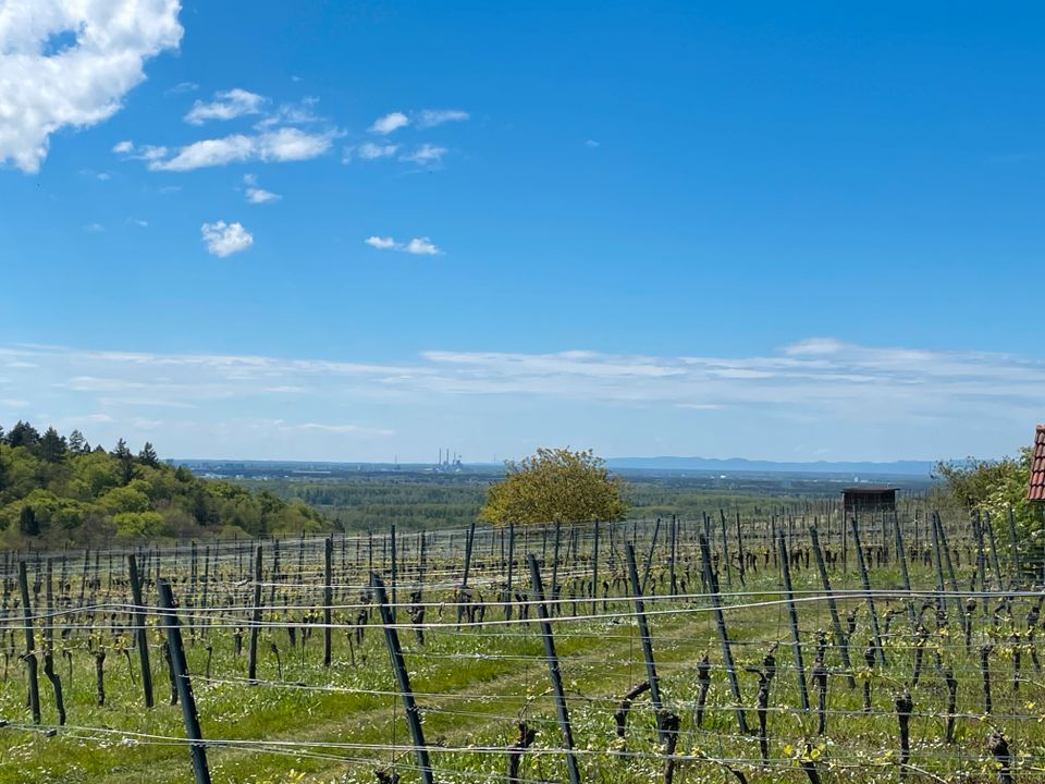 WEITBLICK: Garten-& Freizeitgrundstück in herrlicher Natur in Weingarten (Baden)