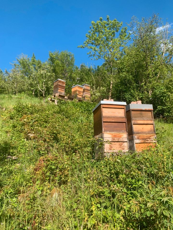 Bienenvolk Ableger Schwärme Wirtschaftsvölker in Stuttgart