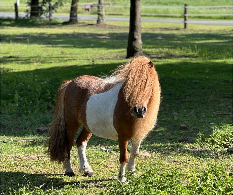 Mini Shetty Stute gescheckt in Rahden