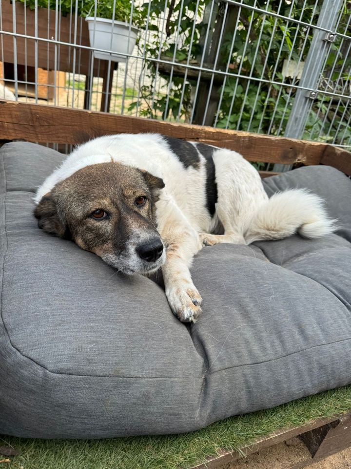 Freundliche LOTTI ❤️ aus dem Tierschutz sucht ihre Familie in Möckern