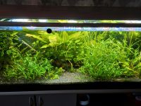 Aquariumpflanzen und Fische Niedersachsen - Twistringen Vorschau
