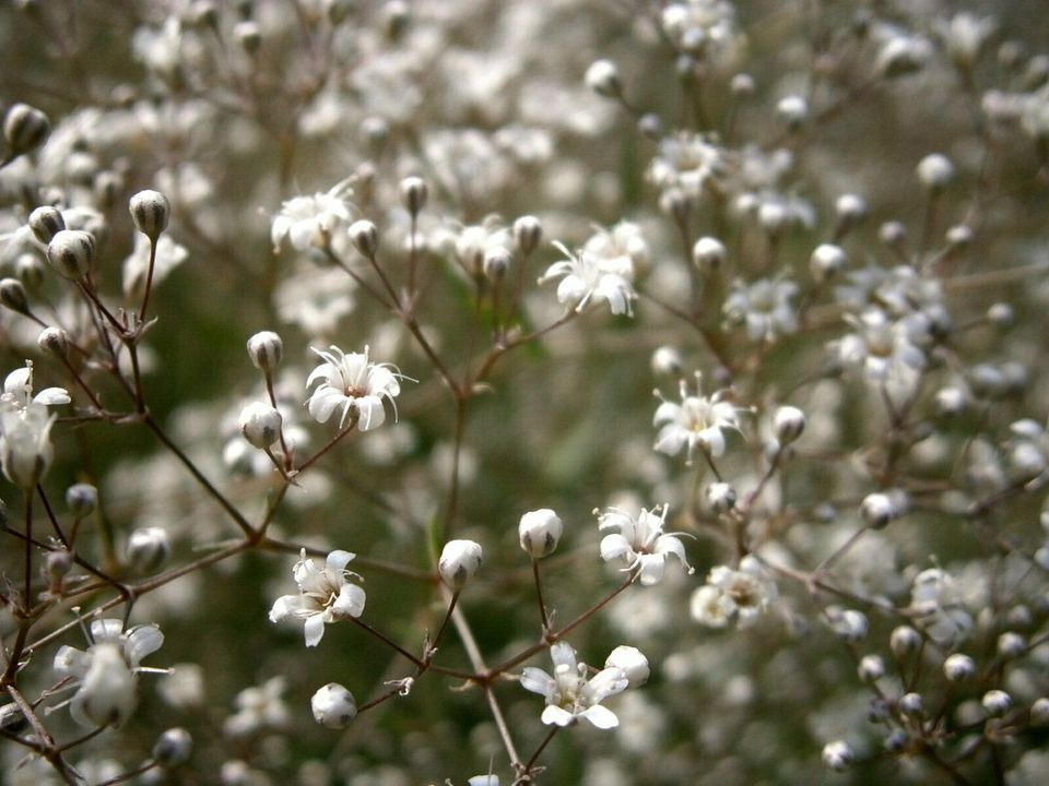 STAUDENSAMEN: HOHES SCHLEIERKRAUT (Gypsophila Paniculata) - SAMEN in Lutherstadt Wittenberg