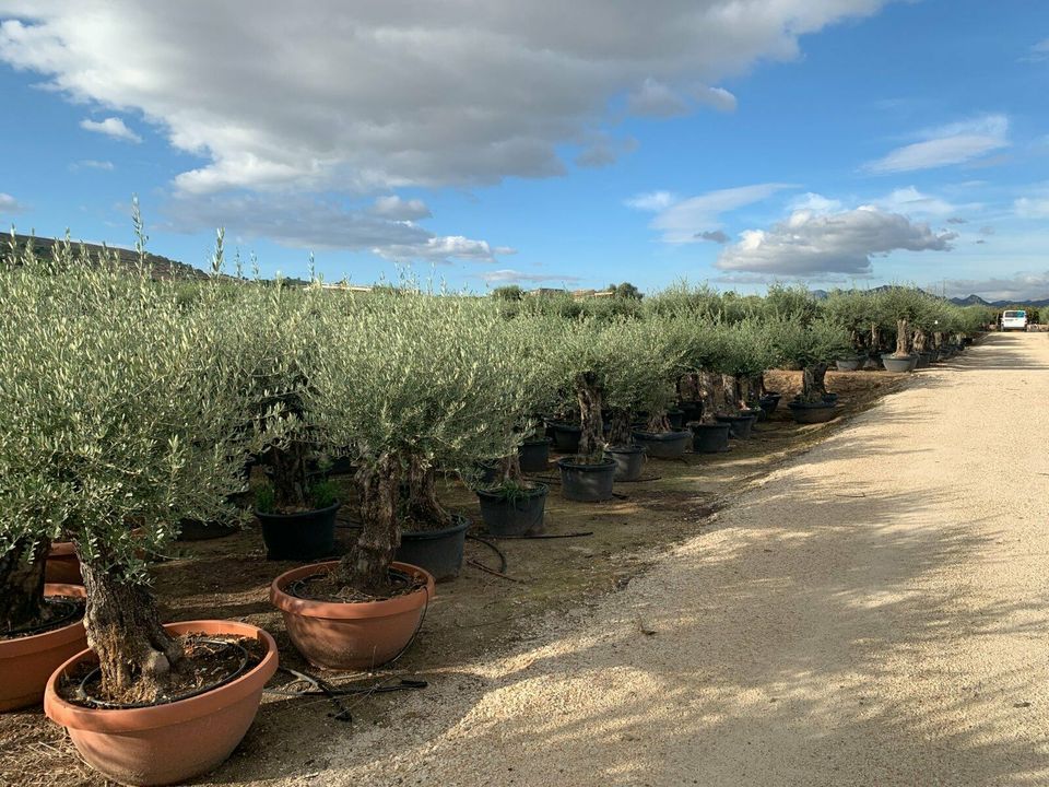 Olea Europaea(Olivenbaum) ab 25/45cm Stammumfang! in Recklinghausen