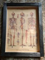 Vintage Anatomie Bild Gothic Echtholz Schleswig-Holstein - Schleswig Vorschau