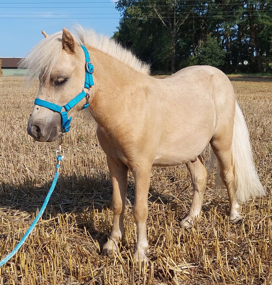 Mini Shetty Pony - Hengst - 2-jährig in Wildeshausen