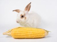 Maiskolben für Kaninchen Sachsen-Anhalt - Aschersleben Vorschau