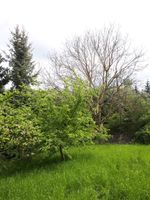 Garten in Worbis zu verkaufen Thüringen - Worbis Vorschau