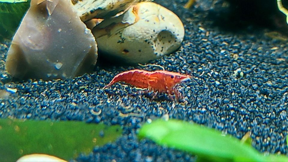 Zwerggarnelen Neocaridina bunter Mix Wirbellose DNZ Aquarium in Schwedt (Oder)