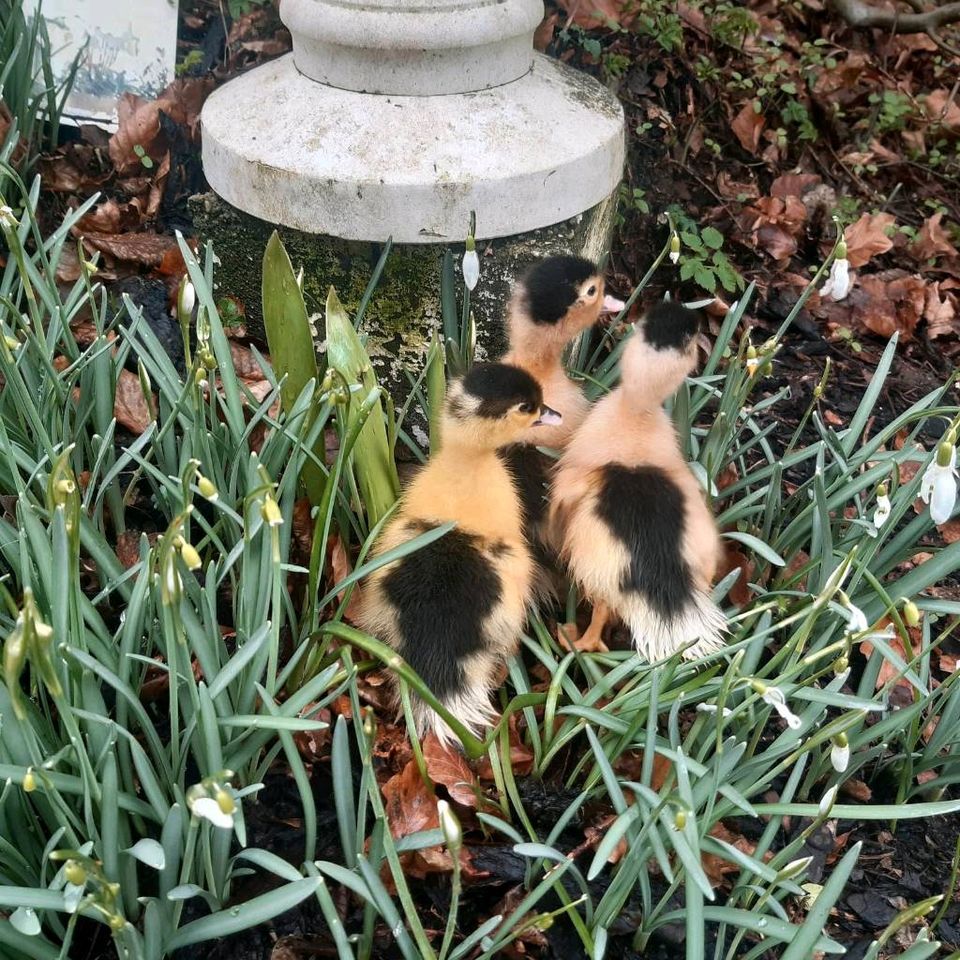 Barbarie-Enten StummentenWarzenentenFlugenten Pekingenten Muladen in Böhnhusen