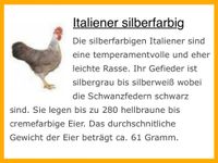 Italiener Silber und Rebhuhnfarbig Huhn Hühner Legehennen Hennen Sachsen-Anhalt - Naumburg (Saale) Vorschau