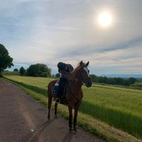 Ich suche eine Reitbeteiligung:) Baden-Württemberg - Lahr (Schwarzwald) Vorschau