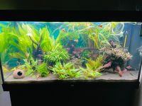 Juwel Aquarium Rio 350l inkl. HeliaLux Beleuchtung Nordrhein-Westfalen - Bad Laasphe Vorschau