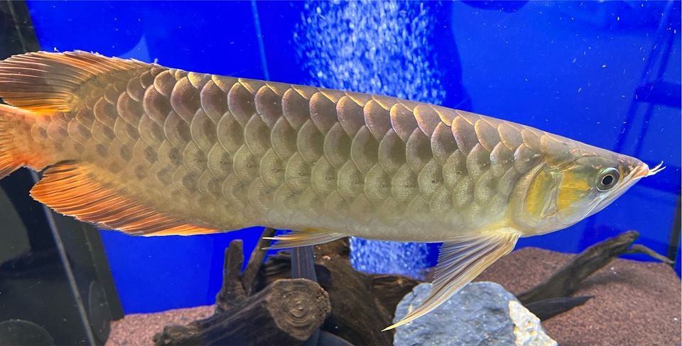 Arowana (Super Red). „ Angebot!!!!“ in Schwarzenbruck