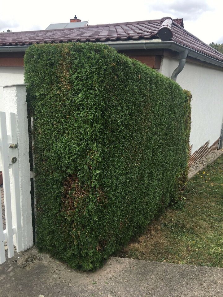 Gartenarbeiten/ Hecke schneiden/ Baumschnitt in Guthmannshausen