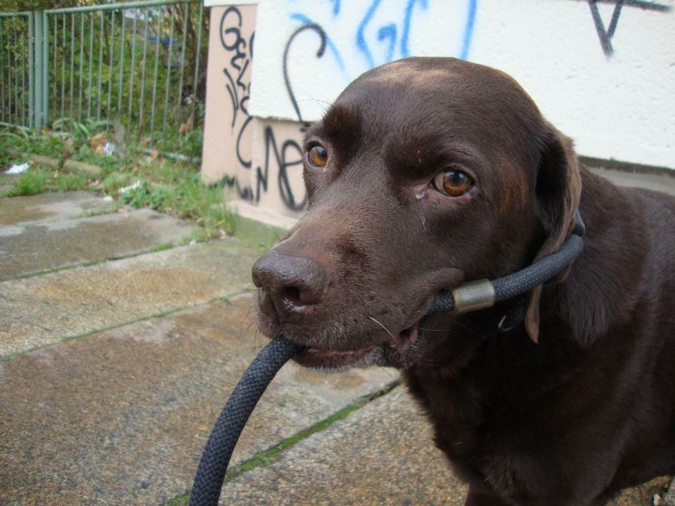 Gassiservice, Einzelrunde für den Hund, Katzenbetreuung in Leipzig