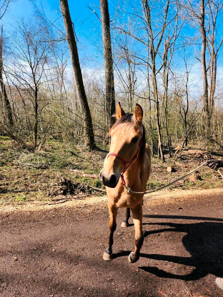 Begabte Dt. Reitpony Stute zum Verkauf in Großkarolinenfeld