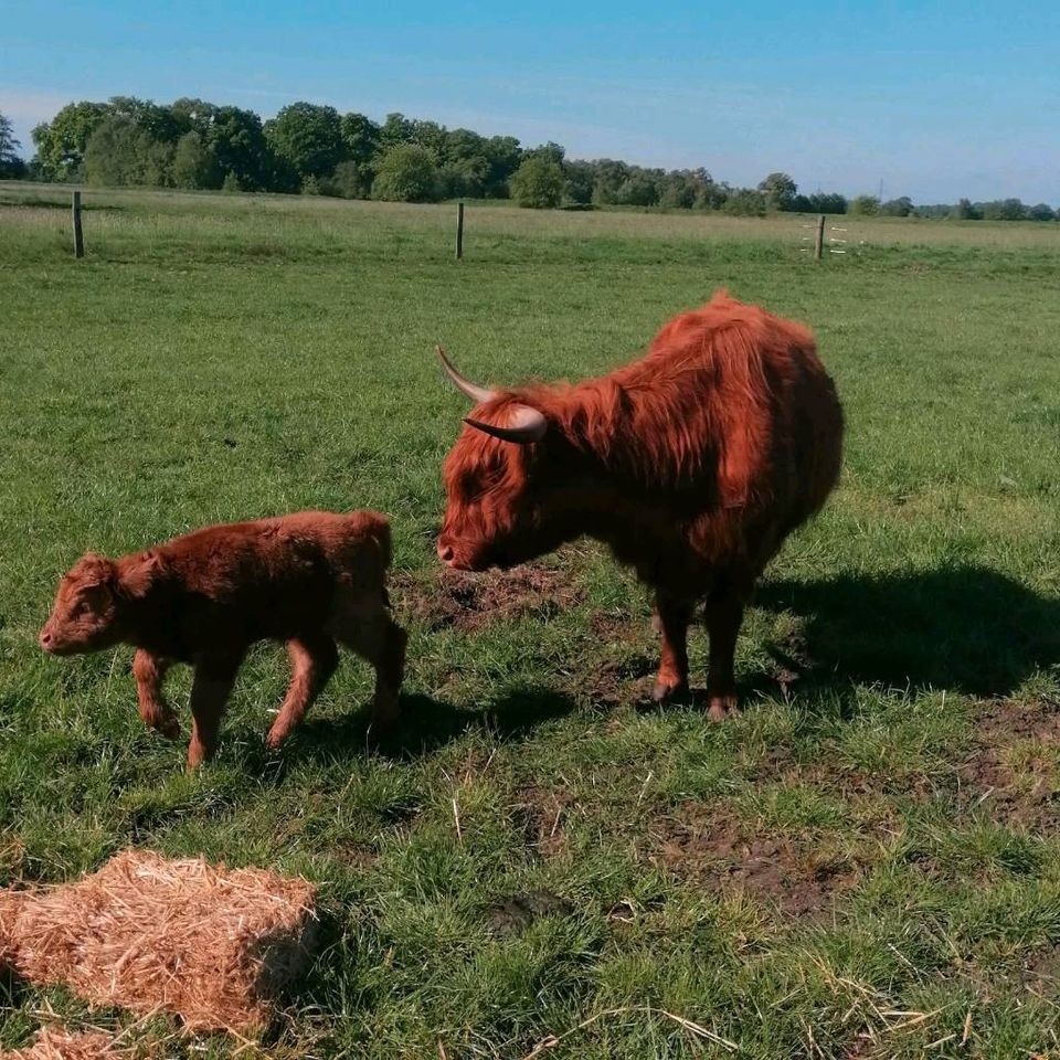 3Highland Cattel Hochlandrinder Kuh, Kalb und Bulle Familie in Ovelgönne