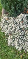 Bodendecker, Aster, weiß, Pflanze, Garten Pankow - Weissensee Vorschau