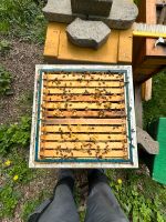 1.0 und 1.5 DNM Bienenvölker Hobbyimkerei Niedersachsen - Hildesheim Vorschau