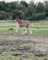 Hengstfohlen Fohlen Hengst Damaschino Fürstenball Fuchs top GGA Nordrhein-Westfalen - Wadersloh Vorschau