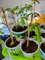Tomaten/ Chili/ Paprika/ Sonnenblumen/ Gurken/ Zucchini Pflanzen Mecklenburg-Vorpommern - Stralsund Vorschau