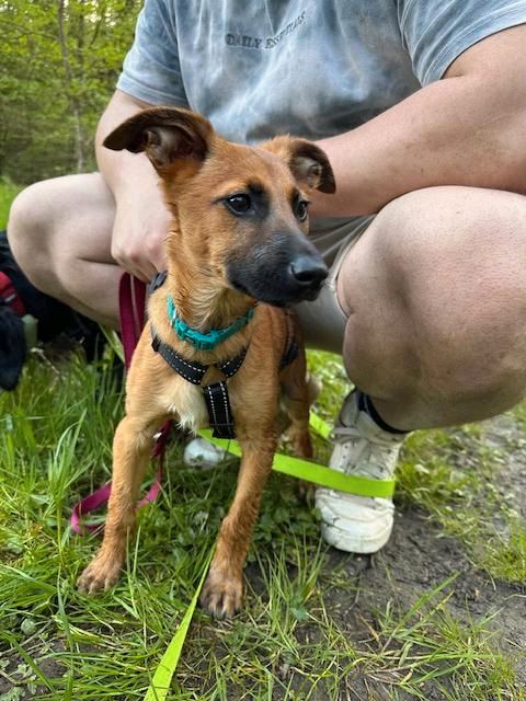 TAWNY Schäferhund Mischling Hündin Tierschutz Hund Junghund in Mudersbach