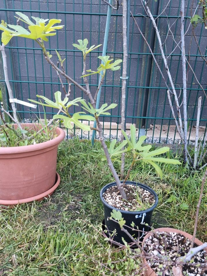 Noch 8 Feigen wegen Reduzierung der Sammlung ! Ficus carica ! in Albachten