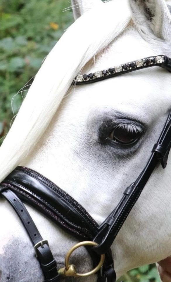 ♥️ Mega schickes Trensenzaum Spezialgrösse Welsh A-Pony ♥️ in Krostitz