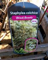 Staphylea Black Beauty, Kolchische Pimpernuss Niedersachsen - Großefehn Vorschau