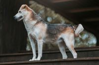 Zuza sucht ein Zuhause! Bayern - Bad Staffelstein Vorschau