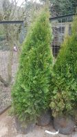 Thuja Smaragd ca 160 cm hoch 25€ Niedersachsen - Seevetal Vorschau