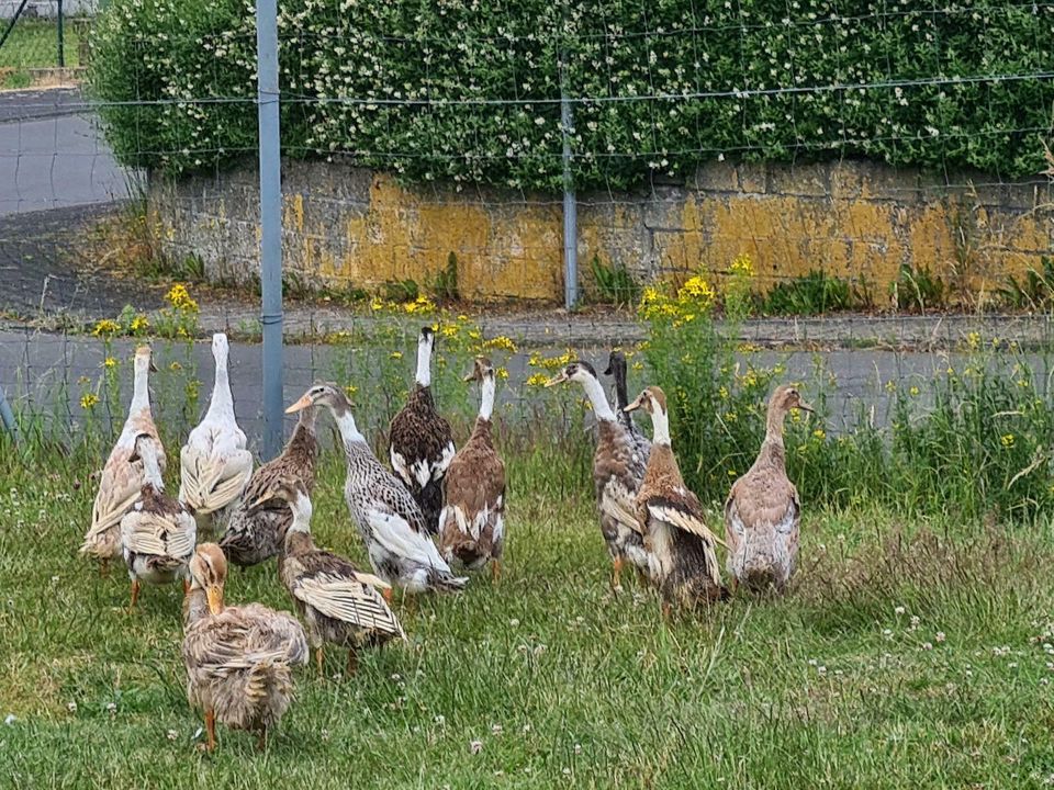 Hühner Hennen Futter Auslieferungs Tour Trier in Trier