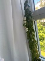 Hoya Sunrise große Pflanze Zimmerpflanze Berlin - Hohenschönhausen Vorschau