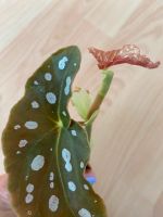 Ableger Forellenbegonie Begonia Maculata Köln - Nippes Vorschau