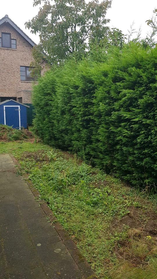 Sträucher schneiden Hecke Garten Weißdorn liguster Lorbeerschnitt in Goch