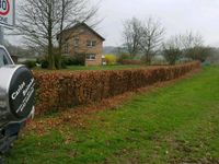 Hecken schneiden sowie allgemeine Gartenarbeit Nordrhein-Westfalen - Nieheim Vorschau