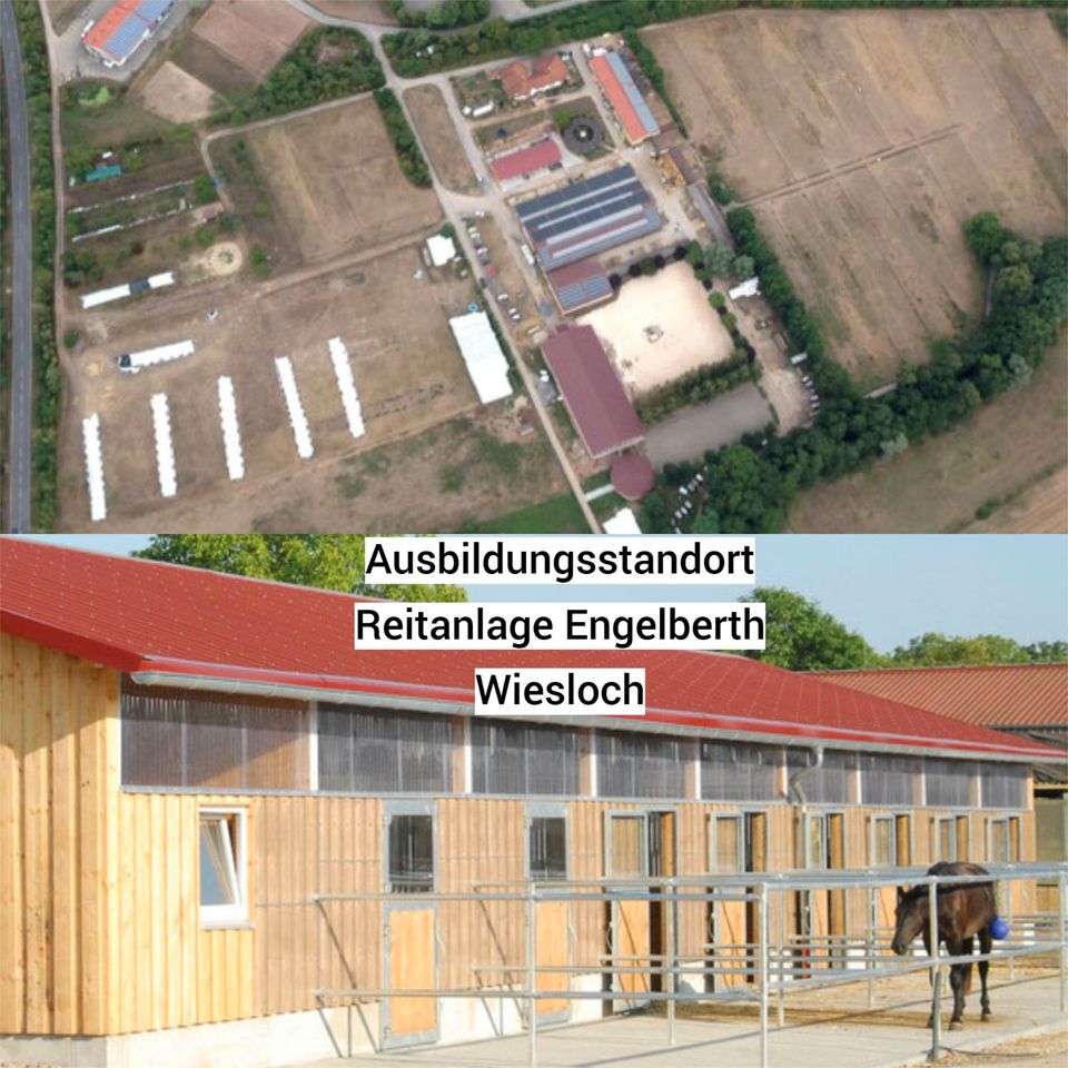 Hufe, Huforthopädie, Hufbearbeitung, die Huforthopädieschule in Wiesloch